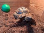 Hermanns : Male approx 8 years old (Jeff)